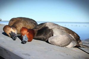 Ducks resting on the boat's gunwale with the bay behind